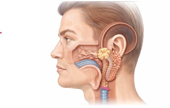 Parotid & Salivary Gland Surgery